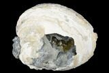 Fossil Clam with Fluorescent Calcite Crystals - Ruck's Pit, FL #177743-2